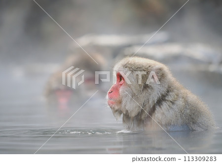 Jigokudani Monkey Park Monkeys bathing in hot springs 113309283