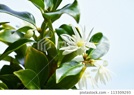 四季見花，淡黃色四季見花，日本樺樹花，圖像素材 113309293