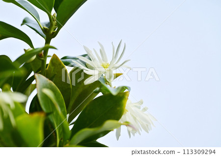 Shikimi flowers, pale yellow Shikimi flowers, Shikimi flowers, image material Shikimi flowers, pale yellow Shikimi flowers, Shikimi flowers, image material 113309294