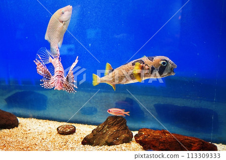 新札幌Sunpiazza水族館的豪豬魚 新札幌Sunpiazza水族館的豪豬魚 113309333