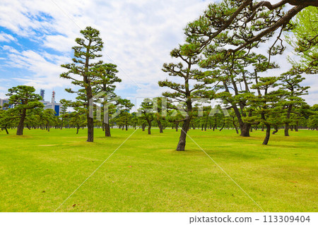 藍天白雲、皇居東御苑的松樹廣場和草坪、讓人想起江戶時代的清爽空間的旅遊勝地（東京都千代田區） 113309404
