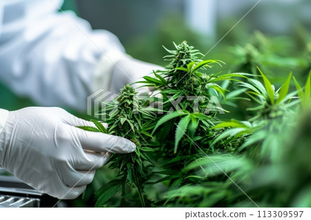 Harvesting medicinal cannabis. Hands wearing gloves checks the quality of the hemp buds, close up. Cannabis Industry 113309597