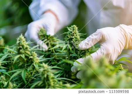 Harvesting medicinal cannabis. Hands wearing gloves checks the quality of the hemp buds, close up 113309598