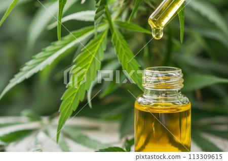 CBD oil in cosmetic bottle with pipette oil dropper. CBD oil in open bottle and dripping drop from pipette with leaves of medicinal hemp on background. CBD, CBN oil presentation with marijuana plant 113309615