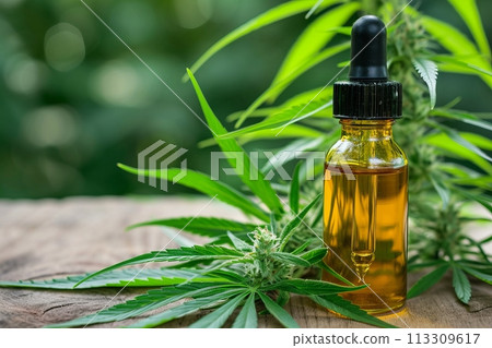 CBD oil in cosmetic bottle with cannabis green leaves. Pipette oil dropper bottle surrounded by medicinal hemp. CBD, CBN oil presentation with marijuana plant CBD oil in cosmetic bottle with cannabis green leaves. Pipette oil dropper bottle surrounded by medicinal hemp. CBD, CBN oil presentation with marijuana plant 113309617