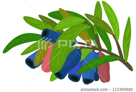 Honeysuckle. Vector isolated botanical illustration. Honeysuckle berries and leaves on branch Honeysuckle. Vector isolated botanical illustration. Honeysuckle berries and leaves on branch 113309880