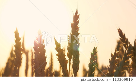 Natural ripe dry wheat silhouette at bright sun light sky autumn countryside seasonal harvest closeup. Agriculture rural field rye stem nature farming plant cinematic crop plant fall landscape sunset Natural ripe dry wheat silhouette at bright sun light sky autumn countryside seasonal harvest closeup. Agriculture rural field rye stem nature farming plant cinematic crop plant fall landscape sunset 113309919