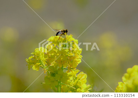 一隻花蠅在油菜花叢中工作 一隻花蠅在油菜花叢中工作 113310154