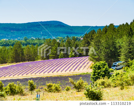 Provence landscape with lavender fields, France 113310219