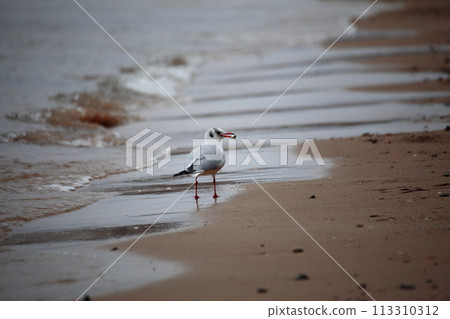 bird tern bird tern 113310312