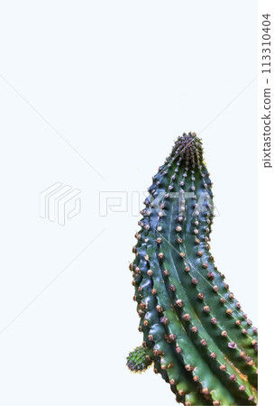 Natural long cactus, nice flower on a white background. Vertical loading 113310404