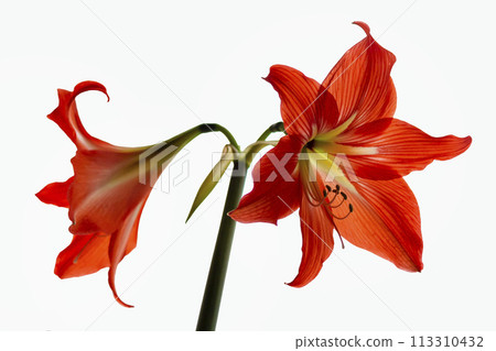 Red amaryllis flower isolated on white background 113310432