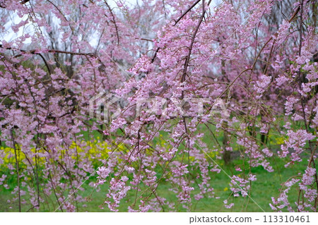 Dead brown cherry tree 113310461