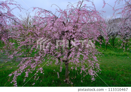 Dead brown cherry tree Dead brown cherry tree 113310467