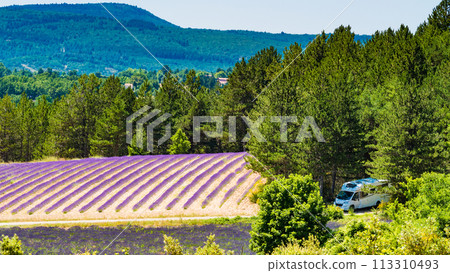 Provence landscape with lavender fields, France Provence landscape with lavender fields, France 113310493