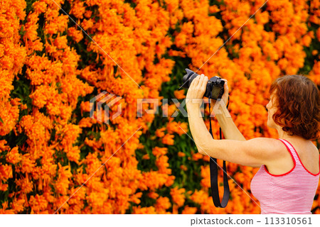 Woman take photo from orange flowers 113310561