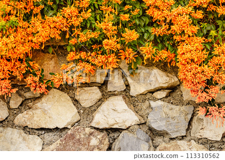 Orange trumpet flowers in Spain 113310562