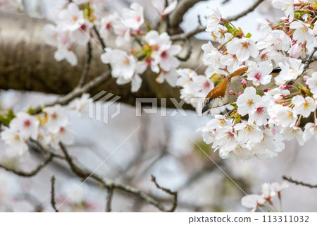 A New-Year-Old Sparrow Perched on a Cherry Tree A New-Year-Old Sparrow Perched on a Cherry Tree 113311032