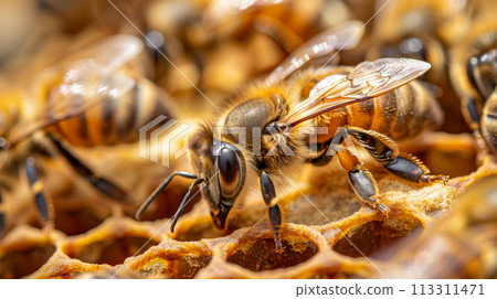 蜜蜂在蜂巢中忙碌，傳粉者在工作，永續農業。 113311471