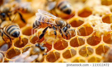蜜蜂在蜂巢中忙碌,傳粉者在工作,永續農業。 蜜蜂在蜂巢中忙碌,傳粉者在工作,永續農業。 113311472