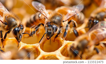 Busy bees in the beehive, pollinators at work, sustainable agriculture. Busy bees in the beehive, pollinators at work, sustainable agriculture. 113311473