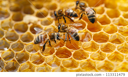 Busy bees in the beehive, pollinators at work, sustainable agriculture. 113311479