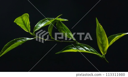 Close-up of fresh green tea leaves with water drops on dark surface, natural and refreshing concept 113311980