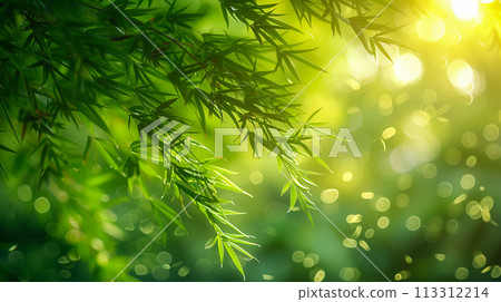 陽光照射下的竹葉在森林中營造出寧靜的散景效果。 113312214