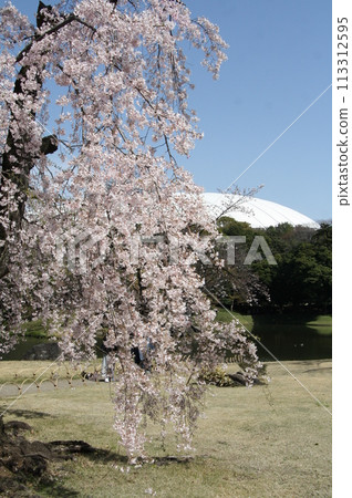 小石川後樂園的櫻花 小石川後樂園的櫻花 113312595