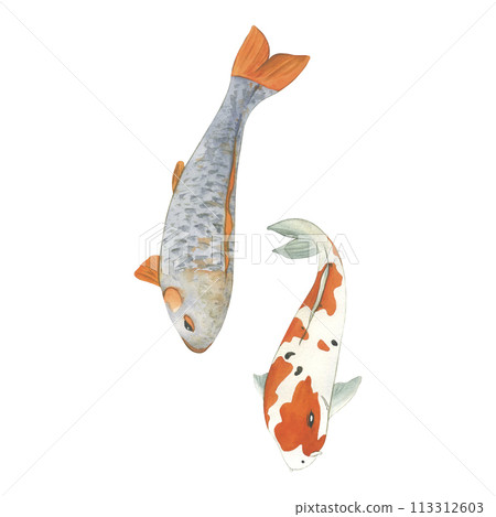 Koi Fish watercolor illustration Japanese. Colorful oriental Carp in Asia. Chinese goldfish and traditional fishery isolated background 113312603