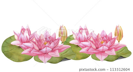 Lotus Flowers flowers. Hand drawn watercolor illustration of tropical pink waterlily and green leaves on isolated background. Bundle of water lily for clipart or spa or Zen design. Botanical drawing 113312604