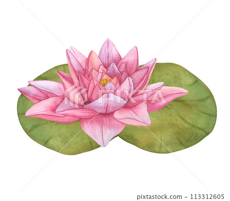 Buds Pink Lotus and green leaves. Watercolor botanical Illustration tropical Water Lily and green Leaves on isolated background. Hand Drawn Flowers for invitations, print and design 113312605