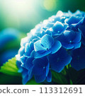 Blue hydrangea 113312691