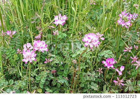 Rengeso on a country road 113312723