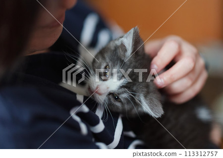 owner and kitten owner and kitten 113312757
