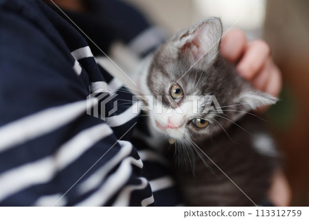 owner and kitten owner and kitten 113312759