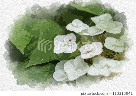 水彩風格繡球 柏葉繡球 安陽寺 岡山縣倉敷市 113313041