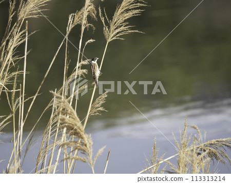 蘆鹀 蘆鹀 113313214