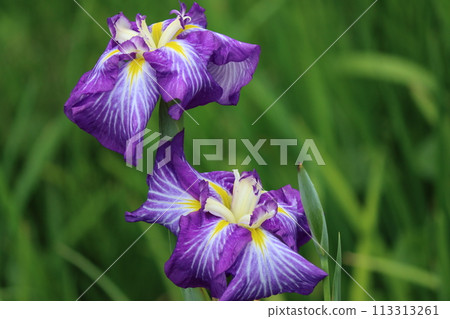 鳶尾花的特徵是花瓣基部的黃色圖案。 113313261