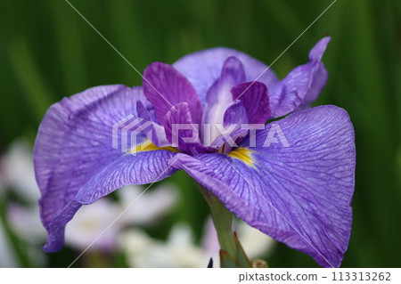 鳶尾花的特徵是花瓣基部的黃色圖案。 113313262