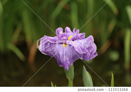 The characteristic of Japanese iris is the yellow pattern at the base of the petals. 113313268