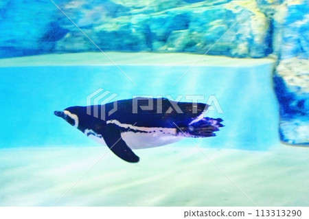 企鵝在水族館的水池裡游泳 113313290