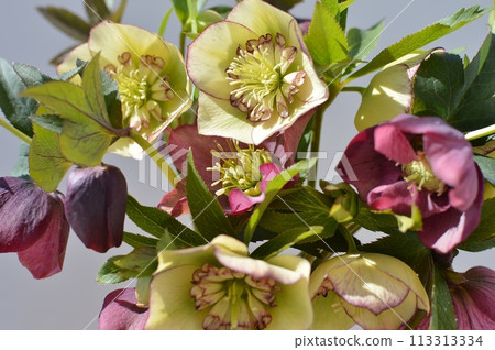 紫色和奶油黃色聖誕玫瑰花 紫色和奶油黃色聖誕玫瑰花 113313334