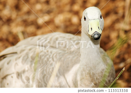 Cape Barren Goose 113313338