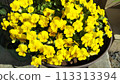 開花在春天花壇的中提琴黃色花 113313394