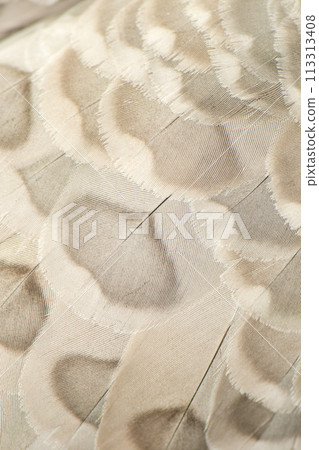 Cape Barren Goose Feathers 113313408
