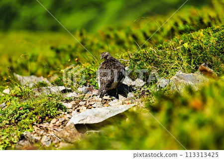 Thunderbird in the Northern Alps 113313425