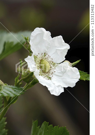 春天花園的樹上盛開的白色覆盆子花 春天花園的樹上盛開的白色覆盆子花 113313482