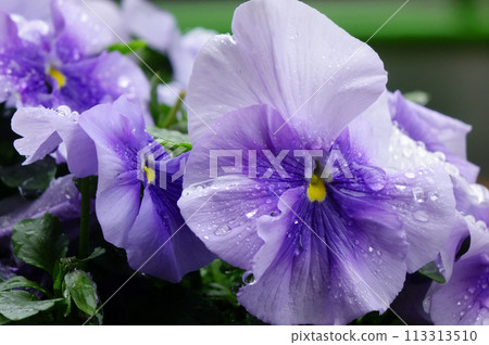 Water drops, the grace of yellow pansies wet with raindrops, and pretty petals 113313510