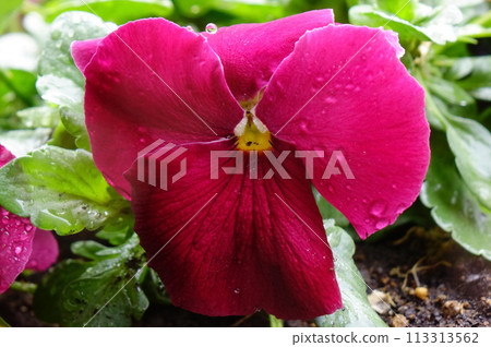 花瓣，春天，花朵，濕，雨滴，三色紫羅蘭，特寫，雨，自然，花頭，植物，滴，沒有人， 113313562